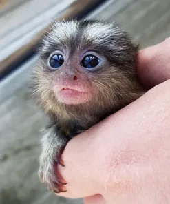 Alternative view of Adorable Marmoset Bella for Sale