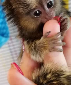 Adorable Marmoset Bella for Sale