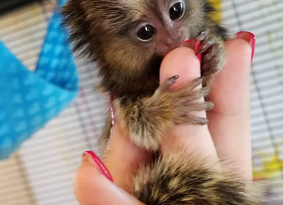 Adorable Marmoset Bella for Sale