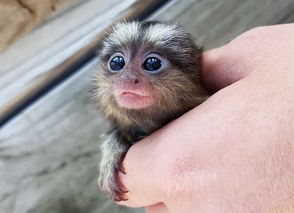 Adorable Marmoset Bella for Sale - Image 2