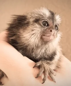 Adorable Marmoset Oliver for Sale