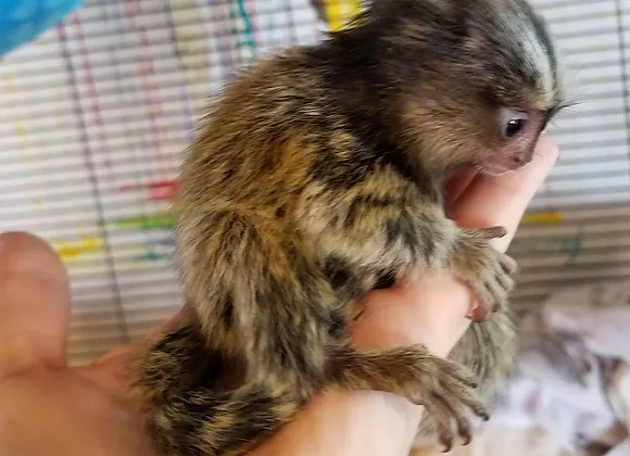 Adorable Marmoset Bella for Sale - Image 3
