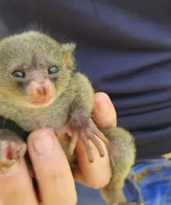 Alfred – Baby Bushbaby Male for Sale