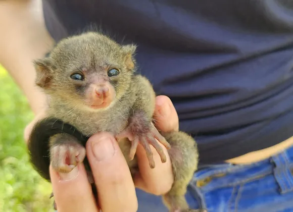 Alfred – Baby Bushbaby Male for Sale