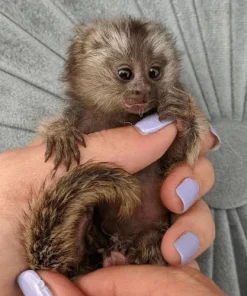 Bailey – Female Marmoset, 2 Months Old