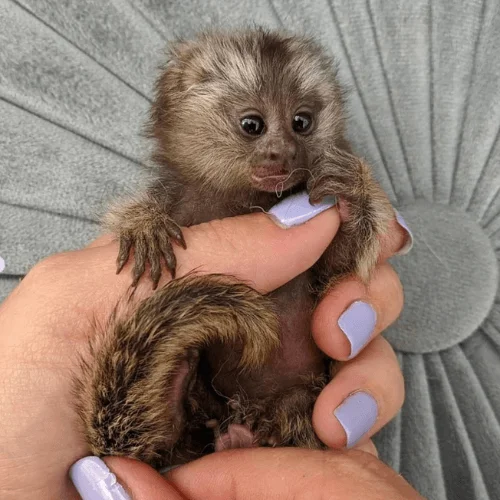 Bailey – Female Marmoset, 2 Months Old