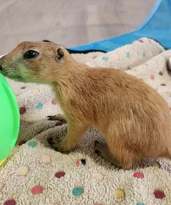 Bastet – Baby Prairie Dog Pup Female for Sale