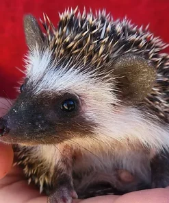 Bede – Male Hedgehog for Sale