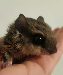 Alternative view of Bella – Female Flying Squirrel for Sale