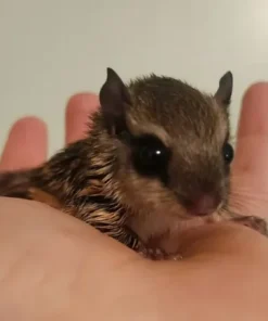 Bella – Female Flying Squirrel for Sale