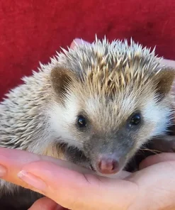 Birdo – Female Hedgehog for Sale