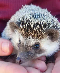 Carol – Female Hedgehog for Sale