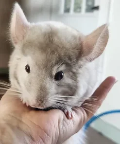 Cayman – Male Baby Chinchilla for Sale