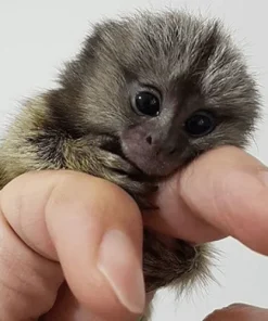 Finn Charming Pygmy Marmoset for Sale