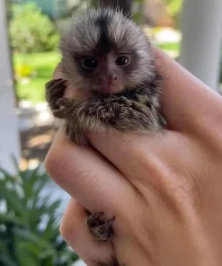 Sunny - Amazonian Marmoset Monkey for Sale