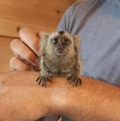 Chris – Friendly Male Marmoset for Sale
