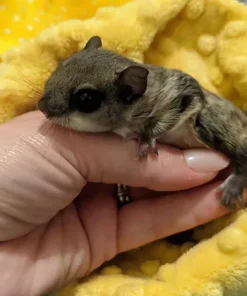Chunli – Baby Female Flying Squirrel for Sale
