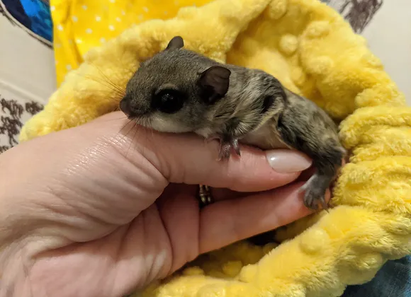 Chunli – Baby Female Flying Squirrel for Sale