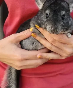 Cinderella – Female Baby Chinchilla for Sale