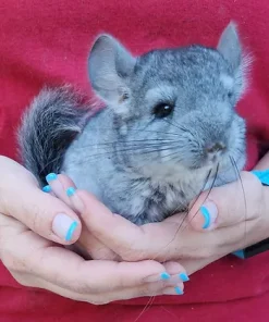 Cinderella– Female Baby Chinchilla