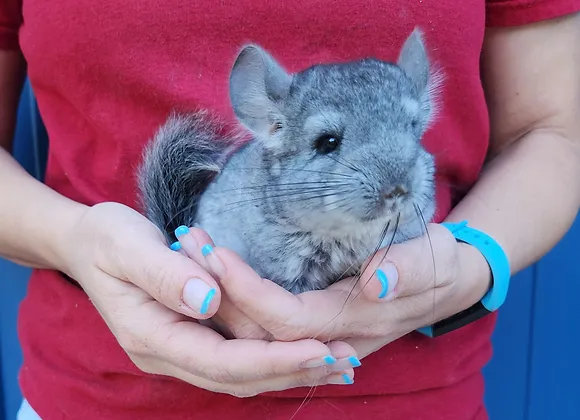 Cinderella– Female Baby Chinchilla