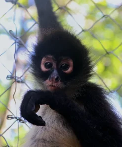 Alternative view of Cindy – Playful Spider Monkey for Sale