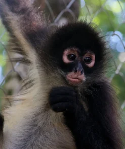 Cindy – Playful Spider Monkey for Sale