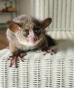 Crombie– Baby Bushbaby Male