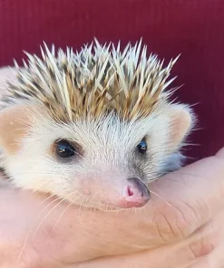 Dasey – Female Hedgehog for Sale