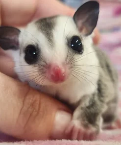 Drakon – Male Sugar Glider for Sale
