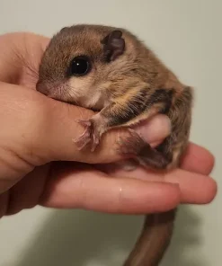 Fang – Flying Squirrel Baby Male