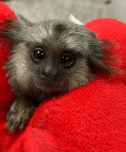 Hailey – Female Pygmy Marmoset for Sale