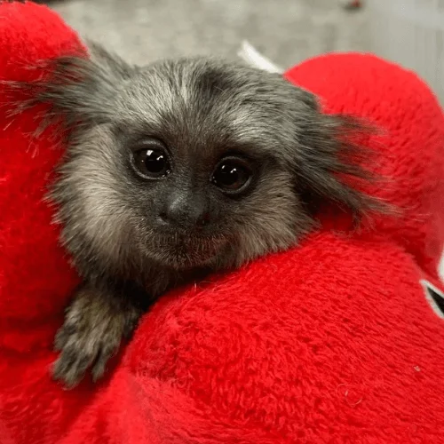 Hailey – Female Pygmy Marmoset for Sale