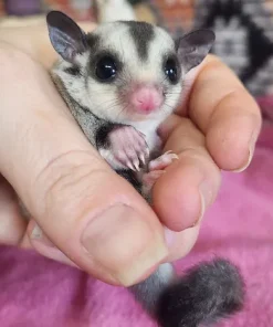 Ianthe – Female Sugar Glider for Sale