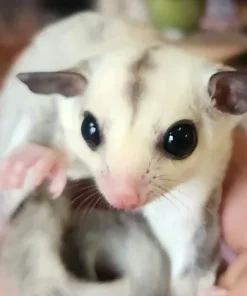 Illyria – Female Sugar Glider for Sale