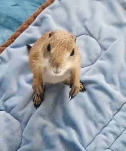 Jafar – Baby Prairie Dog Pup Male for Sale
