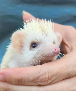 Jak – Male Hedgehog for Sale