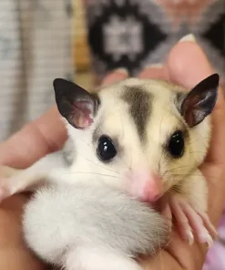 Jilly – Female