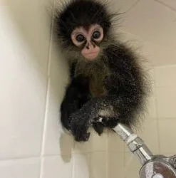 Alternative view of Larry – Male Spider Monkey for Sale