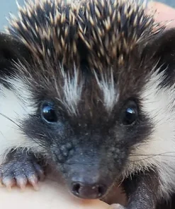 Marnie – Female