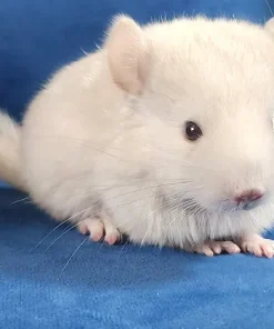 May– Female Baby Chinchilla