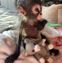 Mikey – Male Spider Monkey for Sale