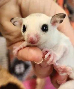 Phoenix – Male Sugar Glider for Sale