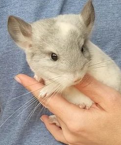 Randal– Male Baby Chinchilla