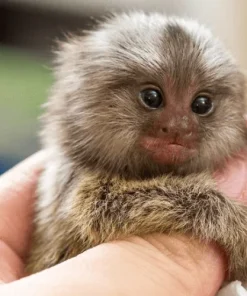 Renny – Female Pygmy Marmoset