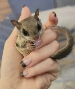 Robert – Baby Male Flying Squirrel for Sale