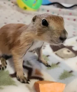 Simon – Baby Prairie Dog Pup Female for Sale