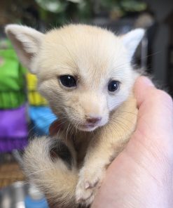 Tonny – Baby Male Fennec Fox for Sale
