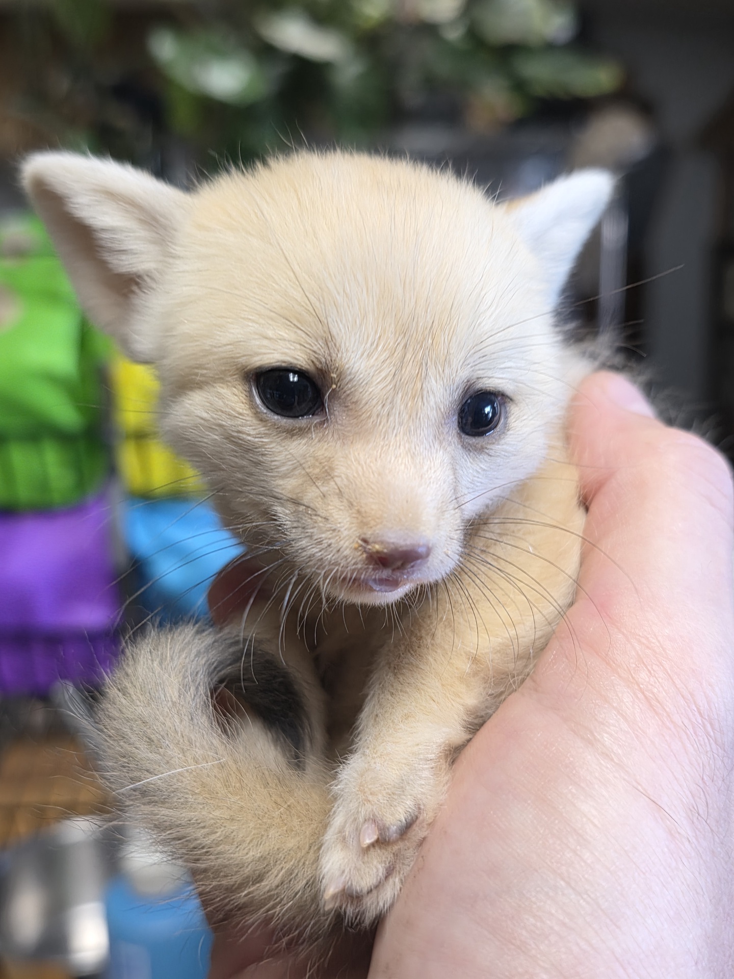 Tonny – Baby Male Fennec Fox for Sale
