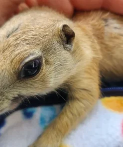 Uhtred – Prairie Dog Pup Male